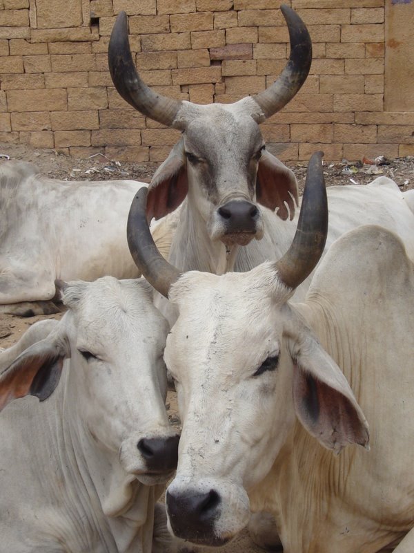 Travel - India - Rajasthan - Jaisalmer - Sheep and Cows